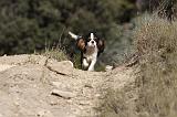 CAVALIER KING CHARLES 294